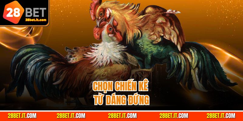 Mẹo chọn gà chọi - dáng đứng và tướng đi 
